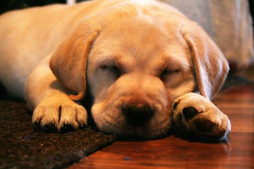 Les 10 meilleurs jouets d&rsquo;intelligence pour chien