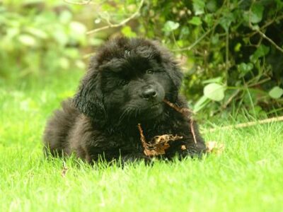 Terre-Neuve de type Landseer