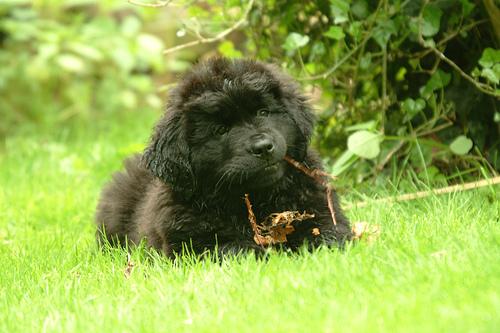 Terre-Neuve de type Landseer