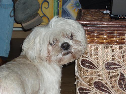 Lhassa Apso