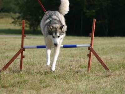 Malamute de l&rsquo;Alaska