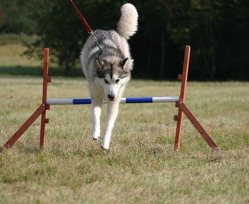 Malamute de l&rsquo;Alaska