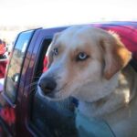 La marche en laisse sans tirer : méthode complète