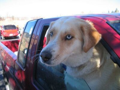 La marche en laisse sans tirer : méthode complète