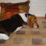 Meilleur GPS pour chien : comparatif trackers 2026