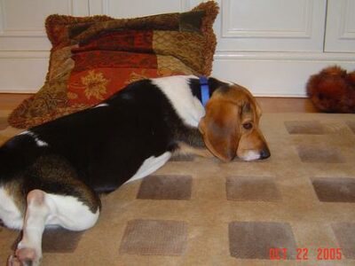 Meilleur GPS pour chien : comparatif trackers 2026