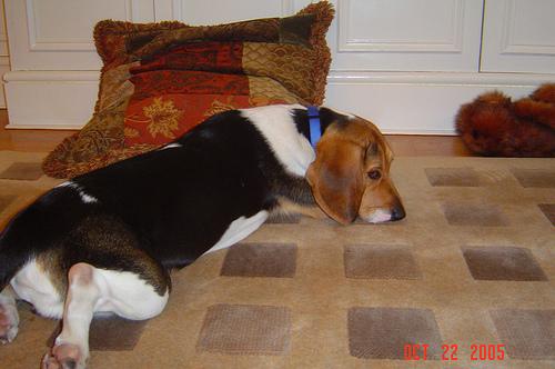 Meilleur GPS pour chien : comparatif trackers 2026