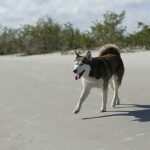 Meilleur harnais pour chien : comparatif 2026