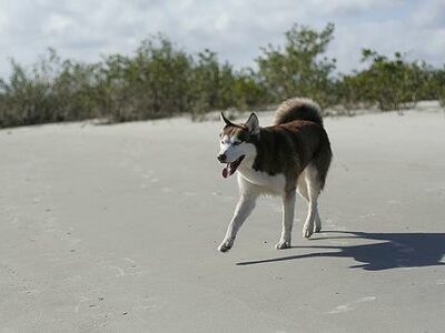 Meilleur harnais pour chien : comparatif 2026