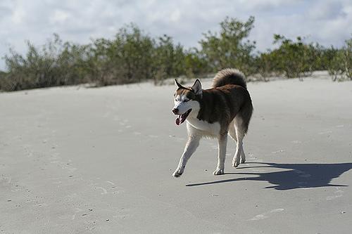 Meilleur harnais pour chien : comparatif 2026