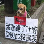 Les meilleurs paniers et couchages pour chien