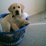 Les meilleures caisses de transport pour chien