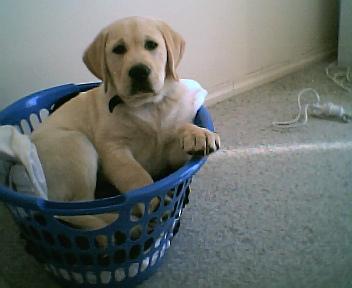 Les meilleures caisses de transport pour chien