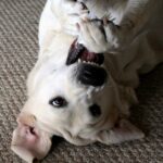 Meilleure laisse pour chien : guide 2026