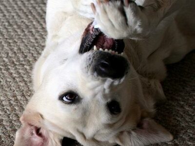 Meilleure laisse pour chien : guide 2026