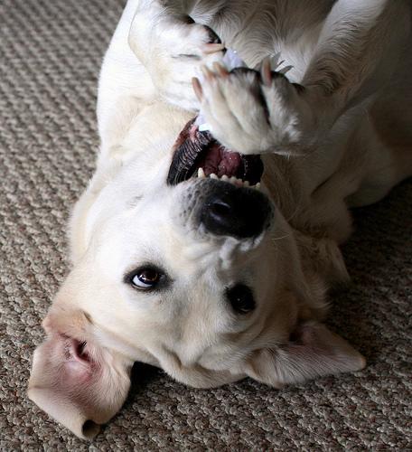 Accessoires pour chien
