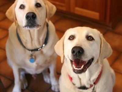 Les 10 meilleurs jouets pour chien en 2026