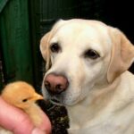 Les parasites du chien : puces, tiques et vers — prévention et traitement