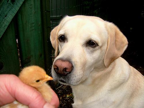 Les parasites du chien : puces, tiques et vers — prévention et traitement