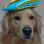 Premier chien : le guide complet pour bien se préparer