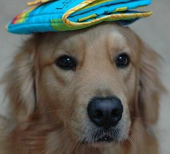 Adopter un chien adulte : 7 bonnes raisons