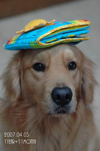 Premier chien : le guide complet pour bien se préparer