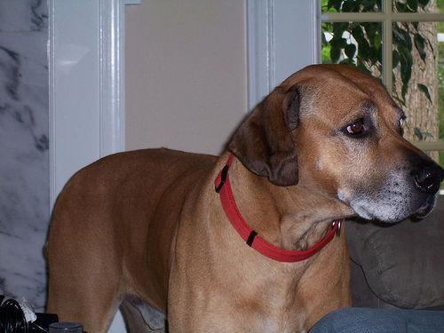 Rhodesian Ridgeback