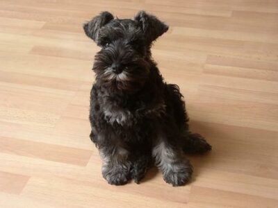 J&rsquo;ai testé un GPS pour chien pendant 7 jours