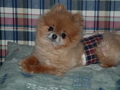 Spitz Nain (Poméranien)