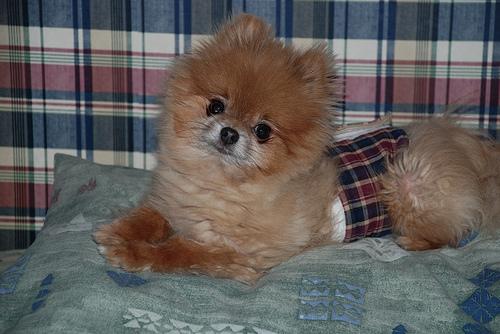 Spitz Nain (Poméranien)