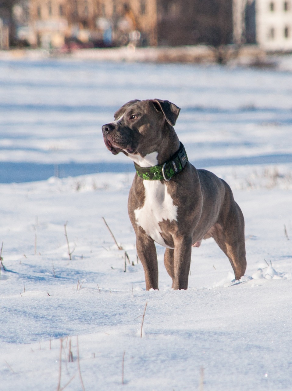 Staffordshire Bull Terrier