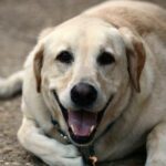 Vaccination du chiot : calendrier complet et prix