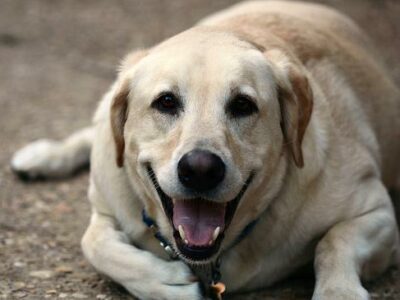 Vaccination du chiot : le calendrier complet