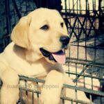 Voyager avec son chien : guide complet