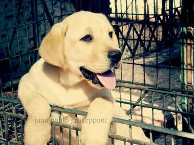 Voyager avec son chien : le guide pratique