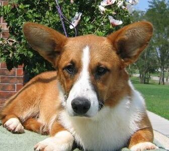 Welsh Corgi Pembroke