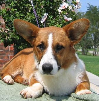 Welsh Corgi Pembroke