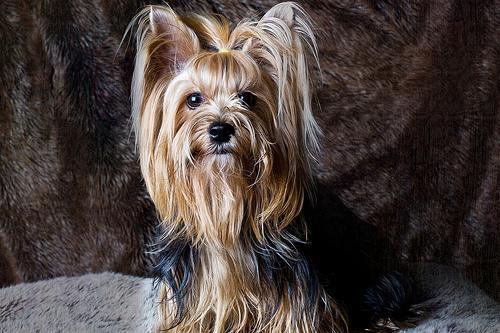 Yorkshire Terrier