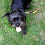 Affenpinscher