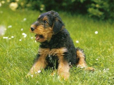 Airedale Terrier
