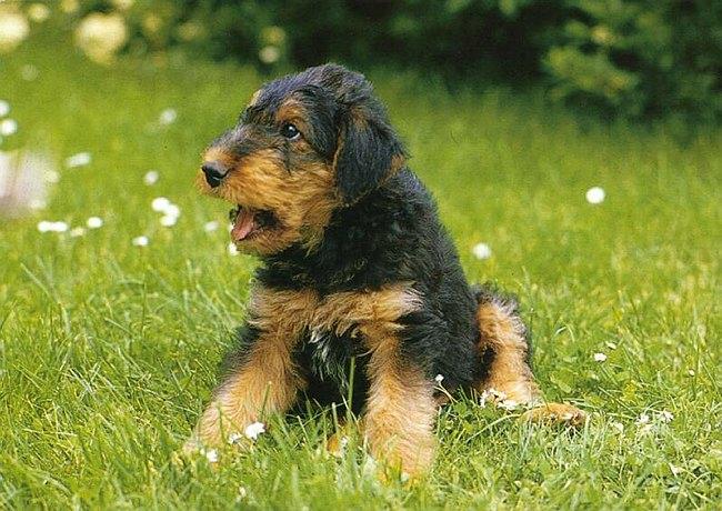 Airedale Terrier