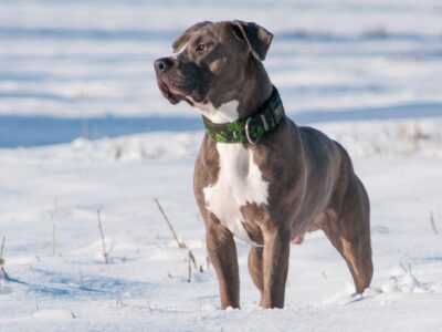 American Staffordshire Terrier