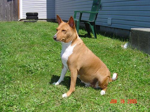 Basenji