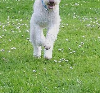 Bedlington Terrier