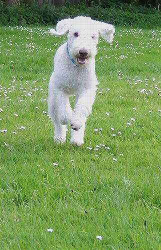 Bedlington Terrier