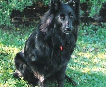 Groenendael (Berger Belge)