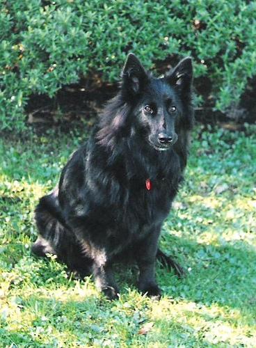 Groenendael (Berger Belge)