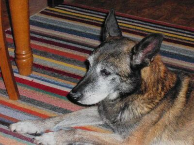 Tervueren (Berger Belge)