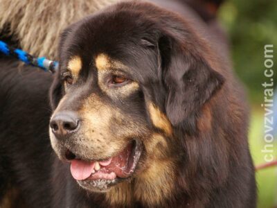 Berger d&rsquo;Anatolie (Kangal)