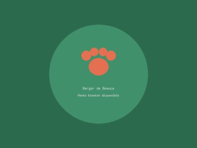 Berger de Beauce (variante)